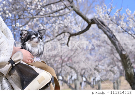キャリーバッグ入って散歩する幼いチワワと女性 キャリーバッグ入って散歩する幼いチワワと女性 111814318