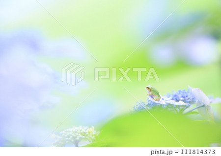 紫陽花の花の上で遠くを見るカエル 紫陽花の花の上で遠くを見るカエル 111814373