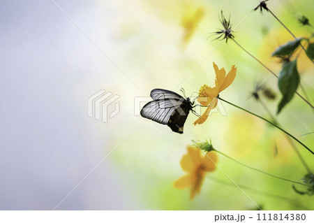 キバナコスモスの蜜を吸う蝶 111814380