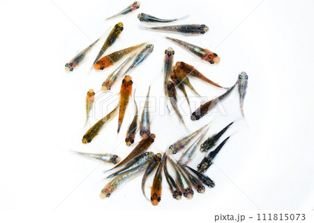 ラメ　ミックスメダカ（改良メダカ） 111815073