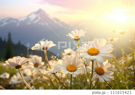 Blooming meadow among mountains. High peaks and flowers. Beauty in nature. 111815421