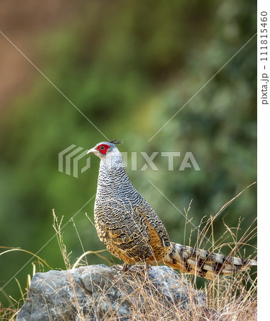 cheer pheasant or Catreus wallichii or Wallich's pheasant bird portrait during winter migration perched on big rock in natural green background in foothills of himalayas at forest of uttarakhand india cheer pheasant or Catreus wallichii or Wallich's pheasant bird portrait during winter migration perched on big rock in natural green background in foothills of himalayas at forest of uttarakhand india 111815460