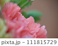 淡いオレンジ色のカーネーションのアップ 111815729