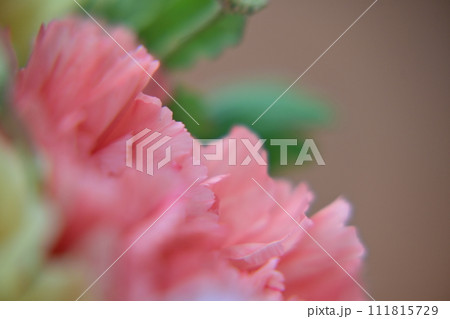 淡いオレンジ色のカーネーションのアップ 111815729