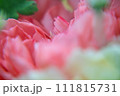 淡いオレンジ色のカーネーションのクローズアップ 111815731