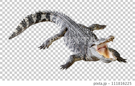 Crocodile opens its mouth isolated 111816225