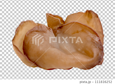 ear mushroom or Jew's ear isolated ear mushroom or Jew's ear isolated 111816252
