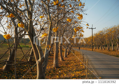 Cochlospermum regium Tree 111816392