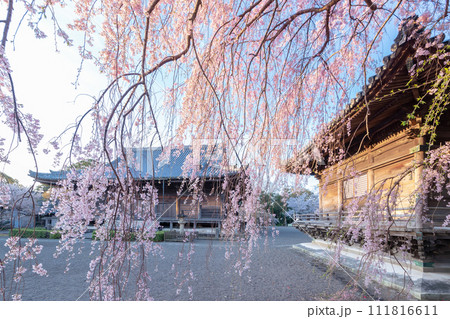道成寺の枝垂れ桜 道成寺の枝垂れ桜 111816611
