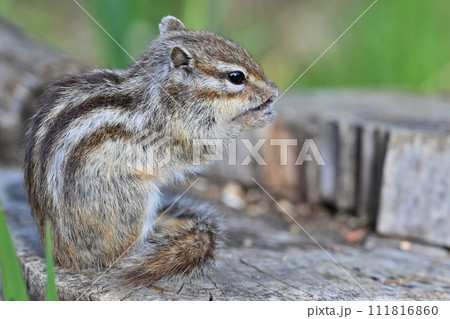 シマリスのアップ　埼玉県さいたま市（市民の森・見沼グリーンセンター・りすの家） 111816860