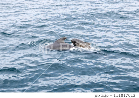 The serene Arctic waters host a tender scene as a pilot whale calf shadows its mother near Lofoten The serene Arctic waters host a tender scene as a pilot whale calf shadows its mother near Lofoten 111817012