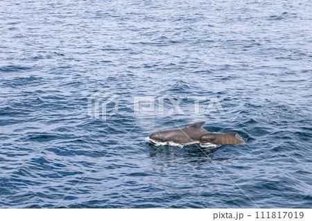Mother pilot whale and calf slice through Norwegian Sea, their breath misting above the surface 111817019