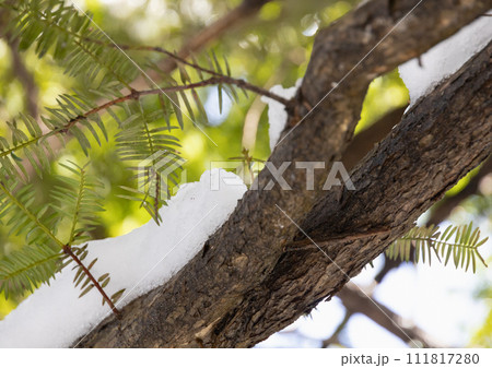 高尾山の雪と木 111817280