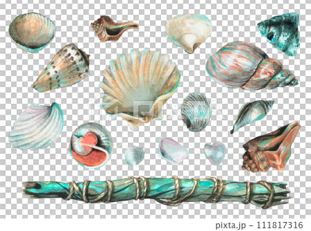 watercolor illustration of various seashells and wooden stick. A lot of shells for interior decoration, the beach. For the decoration and design of postcards, posters, clothing, home decor 111817316