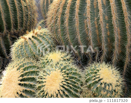福岡市植物園の温室にあるサボテン　福岡県福岡市中央区小笹 111817320