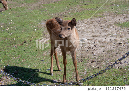奈良公園の小鹿は人懐こい 奈良公園の小鹿は人懐こい 111817476