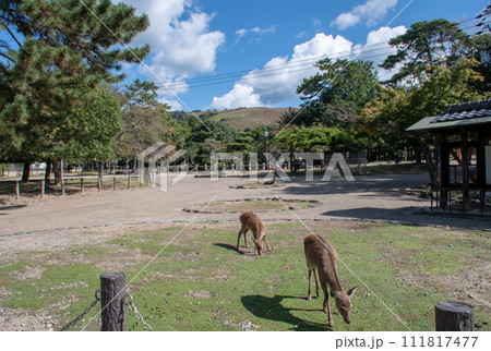 奈良公園の小鹿は人懐こい 奈良公園の小鹿は人懐こい 111817477