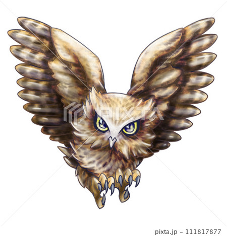 羽ばたくシマフクロウ 111817877