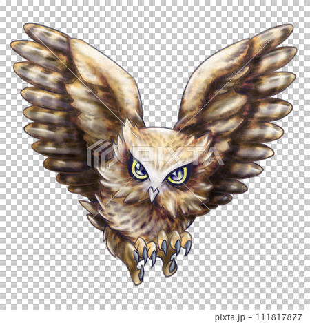 羽ばたくシマフクロウ 111817877