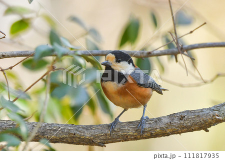 ヤマガラ ヤマガラ 111817935