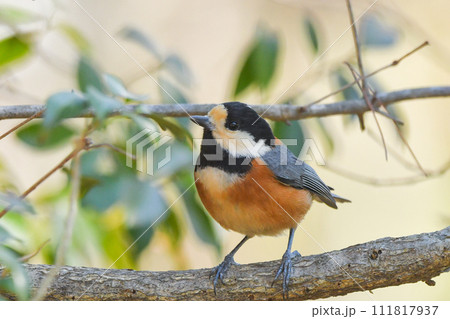 ヤマガラ 111817937