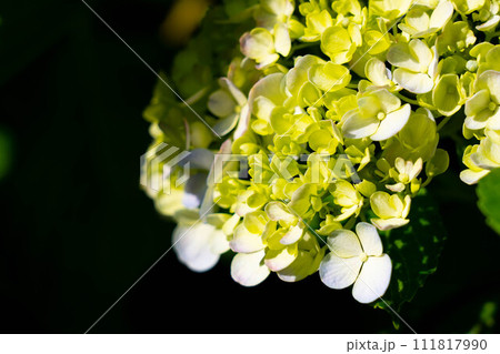 朝日を浴びて輝く紫陽花~夏の日~ 朝日を浴びて輝く紫陽花~夏の日~ 111817990