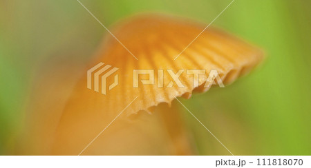 Wild Mushroom, Sierra de Guadarrama National Park, Spain 111818070