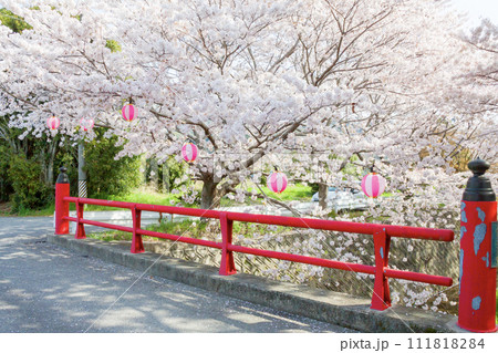 赤い橋と桜 111818284