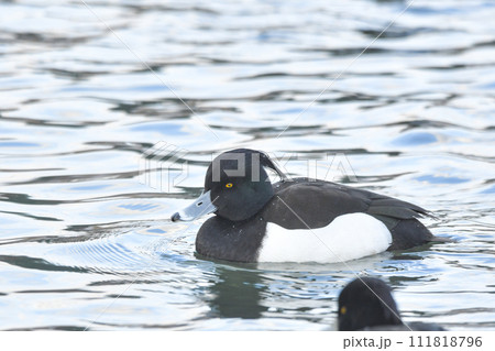 キンクロハジロ キンクロハジロ 111818796