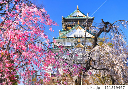 【大阪府】満開の枝垂れ桜と大阪城 【大阪府】満開の枝垂れ桜と大阪城 111819467