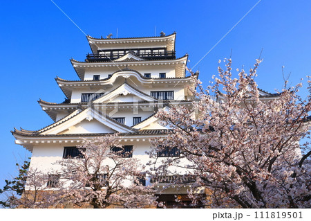 【広島県】満開の桜と復興後の福山城 111819501