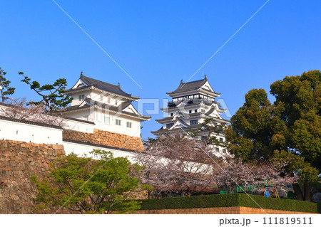 【広島県】満開の桜と復興後の福山城 111819511