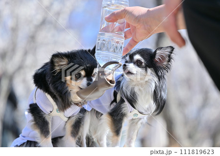 散歩中に水を飲む仲良しチワワ 111819623