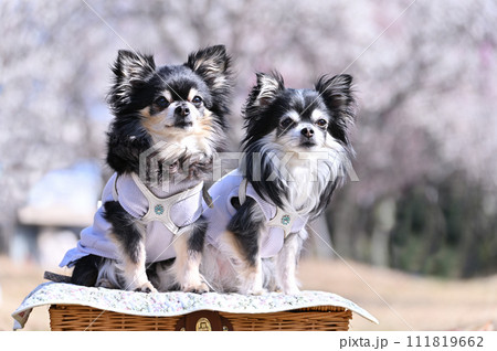 笑顔の仲良しチワワ 満開の梅林と爽やかな春の空 笑顔の仲良しチワワ 満開の梅林と爽やかな春の空 111819662