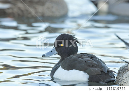 キンクロハジロ 111819733