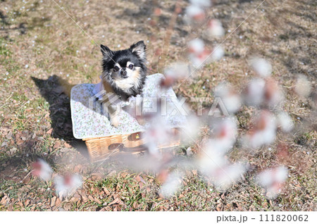ロングコートチワワと満開の梅の花 111820062