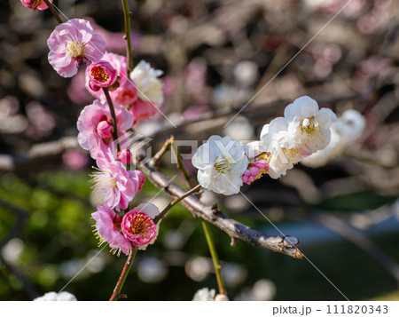 紅白咲き分け（源平咲き）の梅の花【思いのまま】 111820343