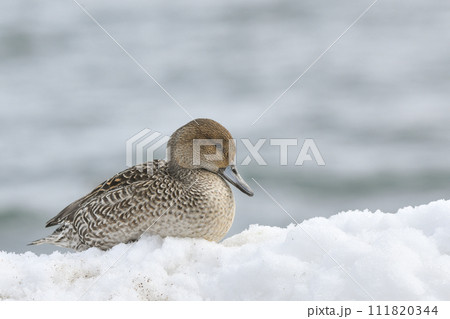 オナガガモ 111820344