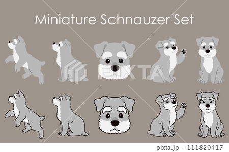 シンプルで可愛いミニチュアシュナウザーのイラストセット　主線あり・なし 111820417