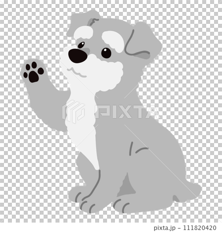 Simple and cute illustration of a miniature schnauzer sitting and waving, no main line Simple and cute illustration of a miniature schnauzer sitting and waving, no main line 111820420