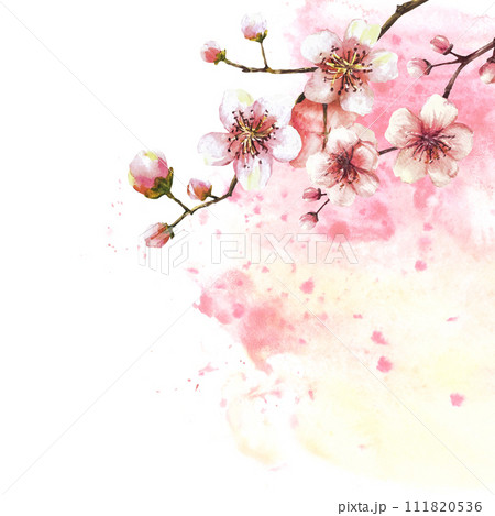A blossoming branch from spring tree template illustration. Hand drawn blossoms sakura, cherry or apple buds and flowers on watercolor stain splashes background. Springtime card Isolated illustration A blossoming branch from spring tree template illustration. Hand drawn blossoms sakura, cherry or apple buds and flowers on watercolor stain splashes background. Springtime card Isolated illustration 111820536