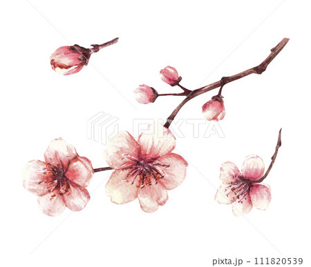 Spring blossoms of trees set. Sakura branches, cherry, apple trees in bloom, flowers and buds Watercolor hand drawn illustration for greeting, weeding invitation card, label Isolated white background. 111820539