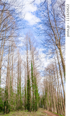 メタセコイア並木と森に生える植物 111820622