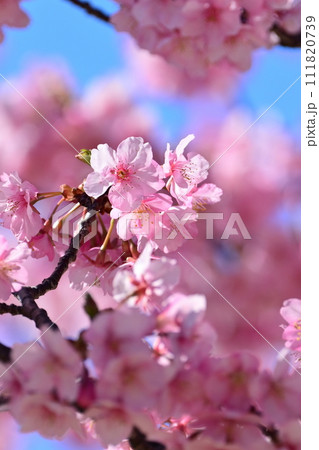 春イメージ(桜:河津桜) 春イメージ(桜:河津桜) 111820739