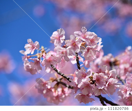 春イメージ(桜:河津桜) 春イメージ(桜:河津桜) 111820786