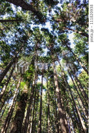 針葉樹を下から見上げたときの光景です 針葉樹を下から見上げたときの光景です 111820938