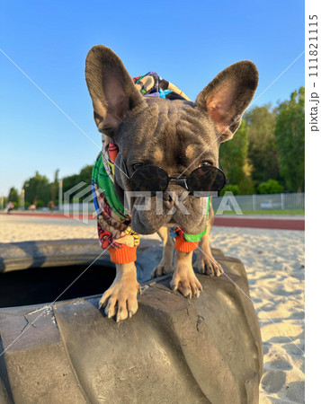 Close-up of a French Bulldog on a blurred background of a dowdy. 111821115