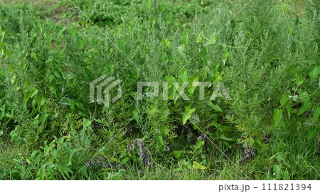空き地　荒地　雑草　土地　vacant lot 111821394