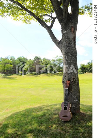 ウクレレ 木陰 木の下 ウクレレ 木陰 木の下 111821484