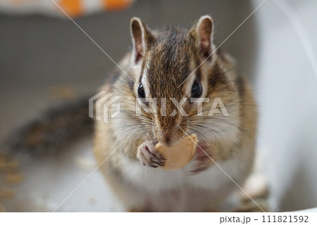 かぼちゃの種食べるシマリス かぼちゃの種食べるシマリス 111821592